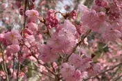 影/粉紅大噴發！武陵農場櫻花季2/13登場　福壽山梅香滿園