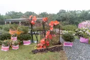 賞花抽好禮！萬金杜鵑花展登場　邀請民眾「馬上出花」