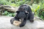 春節加菜！北市動物園年菜曝光　黑熊嗑堅果、獅王狂啃羊排