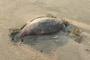 美人魚驚現海灘？廣東發現疑儒艮屍體衝熱搜…專家鑑定後打臉