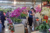 大里國光花市湧現人潮　今起連續營業至2/22