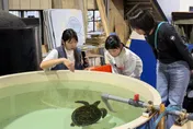 世界鯨魚日保育分享！　新北去年救援52件、野放3海龜