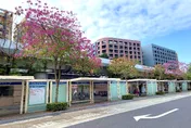 春遊圓山賞粉紅花海　玉門街洋紅風鈴木盛開中