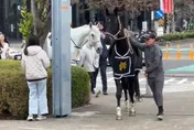 影/「黑白雙馬」迎馬年！仲介業者高鐵站前創意行銷引熱潮