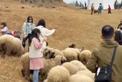 影/雲端上羊咩咩！初一清境農場旅客破5千　馬來西亞、澳門都來了