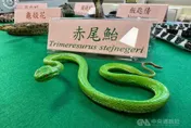 「神秘招待所」年耗500萬養121條毒蛇　先按摩才能製作珍貴血清