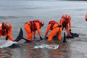 影/心碎！遭大魚追趕　車城11隻小虎鯨擱淺「4隻身亡」