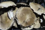聯馥食品「法國菇」邊境驗出禁藥！陸薄荷5農藥全超標