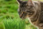飼主完成寵物身分登記可抽300元寵物券、3000元健檢補助