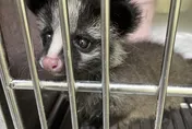 救援數3年暴增2.4倍！　新北推「野生動物SOP」專業評估準則