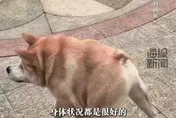影/狗狗「腰斬」身形網路走紅！陸飼主：有點畸形但靈活懂「漂移」