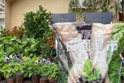 北市廚餘變身有機肥料　3/9開放線上申請