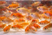 聽信命理師「放生金魚為母祈福」！　中和女慘吞3萬罰鍰