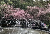 最後倒數！陽明山花季3/15落幕　花卉盛宴錯過再等一年