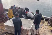影/宜蘭148公分巨型革龜「流刺網穿破嘴」　急送基隆救治