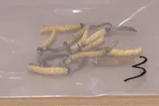 陸驚爆黑心冬蟲夏草「用膠水黏」！業者辯稱：吃下去沒事啦