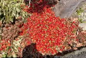苗栗國「拿草莓種樹」畫面曝　網嘆：樹都吃的比我好