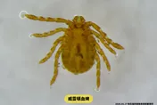 今年首例SFTS！蜱蟲叮咬致死率3成　7大QA一次看