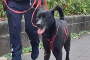 5隻萌犬下山囉！3/21內湖IKEA認養會　還有入新厝6大好禮