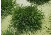 不用年年插秧！陸科學家培育出「長壽水稻」　一年播種多年收穫