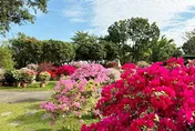 台南推花草療癒之旅　白河木棉花季700棵紅焰綻放中
