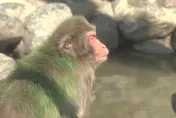 猴子變綠色？網友擔心遭虐待　日動物園澄清：為方便管理、安全無害