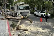 北市大安區大貨車撞路樹　巨樹遭連根拔起擋車道