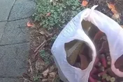 影/請問哪幫哪派掉裝備？北市富錦街驚見民眾撿到「114顆子彈」