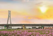2026新北花海開跑！大都會公園「3公頃夢幻花園」波斯菊、向日葵綻放
