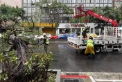 影/北市大安區路樹倒塌　2車急煞追撞車頭全毀