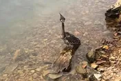 以為是很凶野鳥...他遊千島湖順手救了「最神祕國寶」僅存千隻