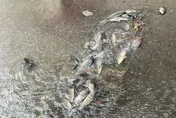 豪雨狂炸苗栗！水退驚見成群「吳郭魚」仆街　網笑：準備報恩了