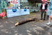 大雨釀災！台中大坑9號步道邊坡枯木倒塌　擊中攤架險砸人
