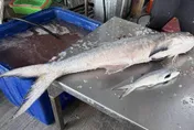 彰化線西漁民捕獲20台斤野生午仔魚　老饕4萬元搶購