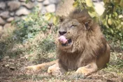獅瑞「二哥」吃太慢引關注　壽山動物園：上年紀了