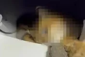 貓咪遭自動貓砂盆夾死？陸飼主控「困逾12小時」業者售後不理