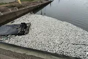 疑偷排廢水！彰化王功水門魚群集體暴斃　千尾溶氧過低亡