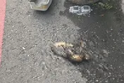 松鼠誤觸避雷器致變電箱爆炸！延燒高雄民宅　釀752戶停電