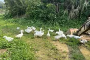 苗栗農園鵝群集體「翹家」！警循線抓到了　飼主感激：找回家人