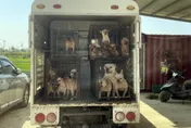 嘉義縣黑心狗場10犬遭割聲帶　場主遭送辦裁罰