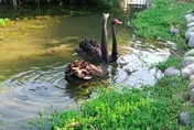 台中后里環保公園蓮花盛開　神秘嬌客黑天鵝4/17登場