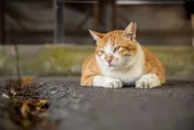 新北猴硐貓村4貓慘遇怪客「辣椒水噴眼」　當地人怒：太惡劣