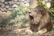 壽山動物園非洲獅「二哥」離世　陪伴高雄人16年謝幕