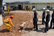 影/台德搜救犬交流屏東登場！德國BRH教官跨海傳授「追蹤秘訣」