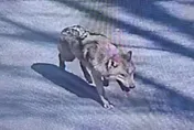 影/無人機追不上！韓動物園2歲公狼翻牆逃7天　徹夜圍捕失敗