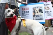 寵物用藥新制爭議多　農業部：將註銷、另推新辦法
