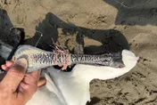 黑面琵鷺「遭魚線纏嘴」趴臥後龍海岸　搶救仍不治
