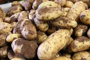 進口馬鈴薯怎麼把關？食藥署：發芽、腐敗整顆丟棄