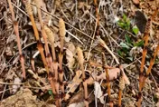 8歲陸童爬山挖到「問荊草」驚喊有黃金　專家證：確有可能