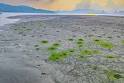 免飛外太空！九蛙步道浮現「隕石坑」　漁民：吳郭魚產卵挖掘